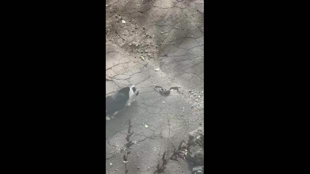 Video: Видео от Донецкая группа новостей|Донецк.ДНР