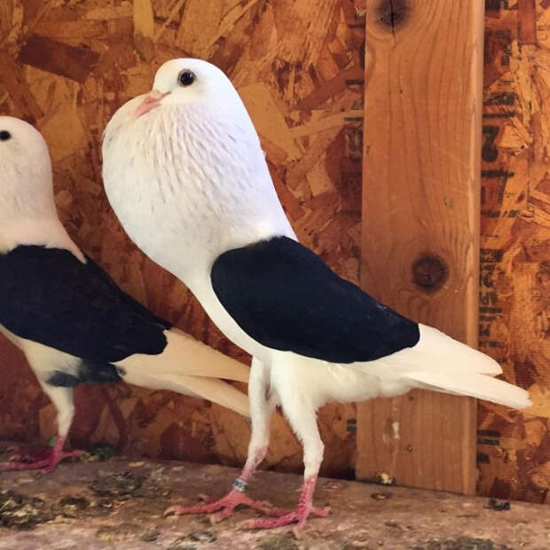 23 фотографии голубей, о существовании которых вы, скорее всего, даже не знали