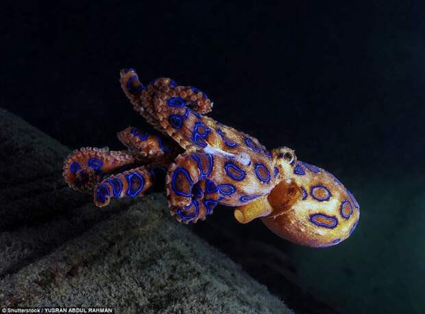 Синекольчатый осьминог жители океана, морские глубины, морские жители, океан, подводные обитатели, подводный мир, подводный монстр