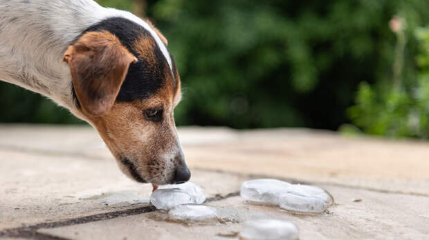 Ветеринар Руденко рассказал, как предотвратить тепловой удар у собаки