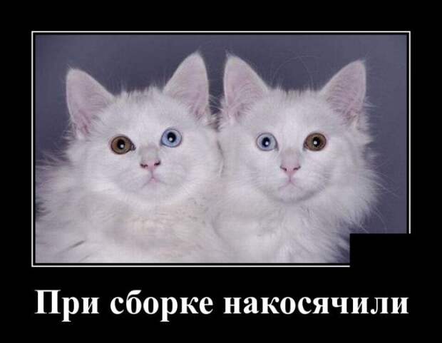 Демотиватор про котиков
