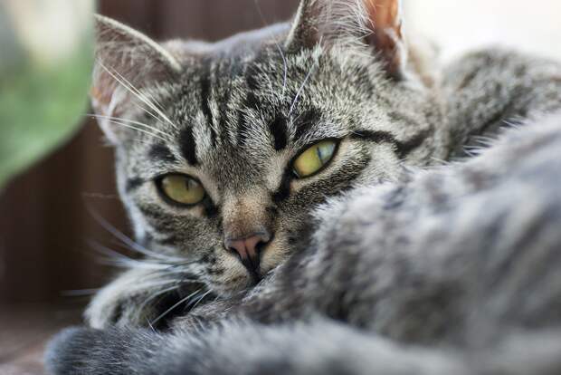 седина у кошек кот