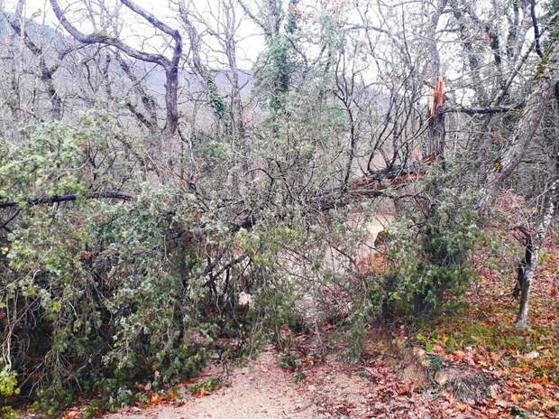 Где в Крыму растёт "пляшущий" сосняк