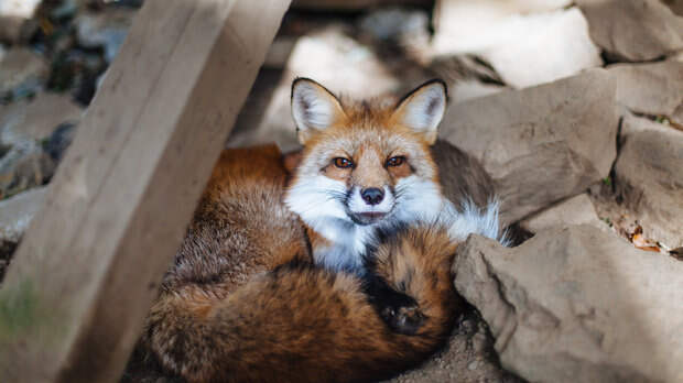 Лиса земля. Лиса картина. Логотип земли и лиса. Земля лисы 2. Лиса на земном шаре.