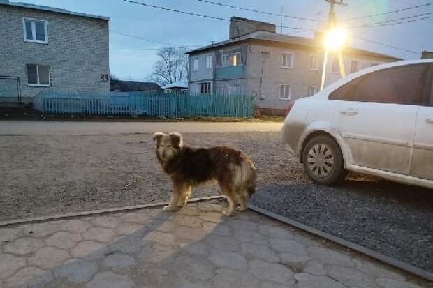 "Лучше маленькая помощь, чем большое сочувствие": библиотека имени Крупской объявила сбор для бездомных животных