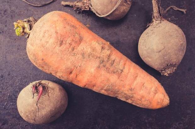 Storing a crop of vegetables carrot and beet top view