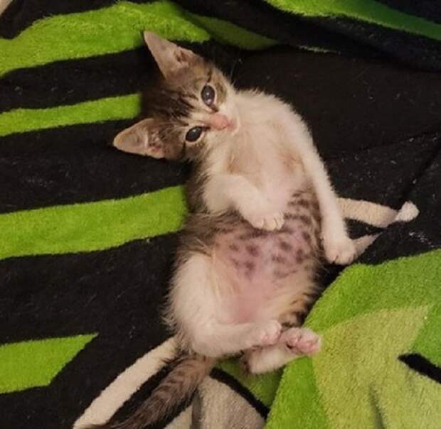 Котенок на одеяле Котенок лежит