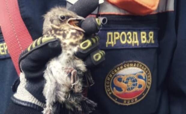 Фото: ОПСО "Спасрезерв"