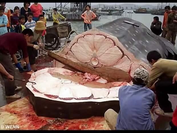 Китовая акула в разрезе животные, занимательно, интересно, необычно, природа, ракурс, факты