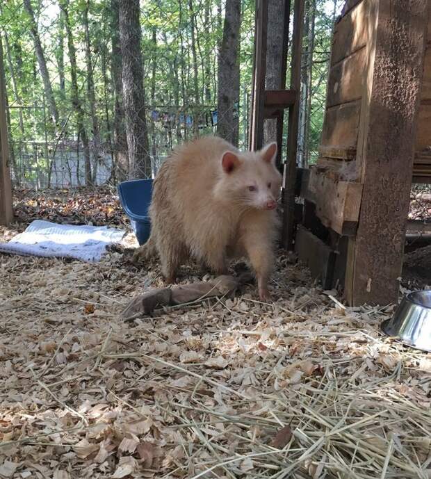 rescued-albino-raccoon-maxine-baird-new-hope-3