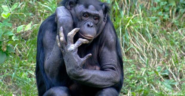 Бонобо не уступили шимпанзе в склонности к агрессии — у кого преимущественно агрессоры: самцы или самки