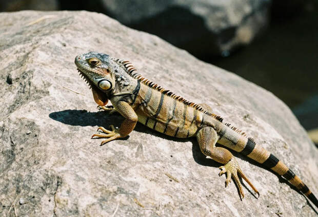 Дождь из рептилий: замерзшие игуаны падают на головы жителей Флориды