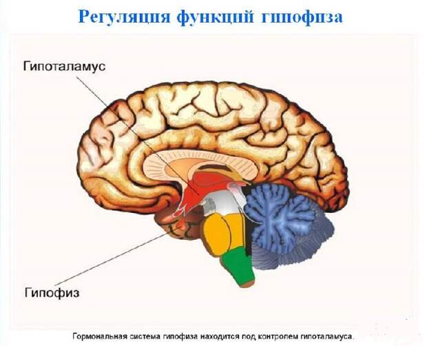 Гомосексуализм – это болезнь. Доказано
