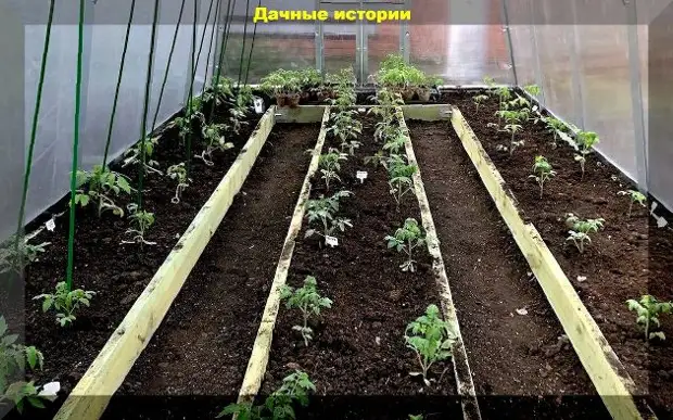 Томаты пора высаживать в теплицу, а на улице еще холодно: спасаем вытянувшуюся рассаду