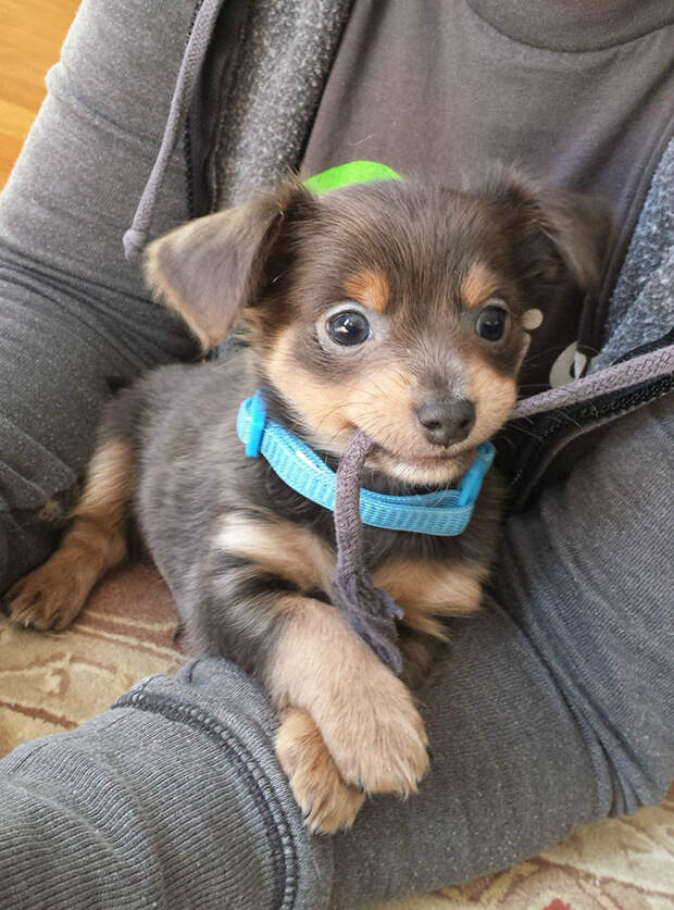 adopted-dogs-first-day-home-78-5797781ba08d2__700