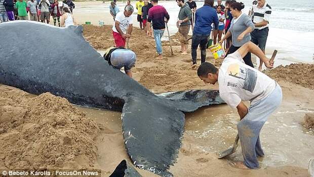 В Рио-де-Жанейро сотни добровольцев всю ночь спасали детеныша горбатого кита