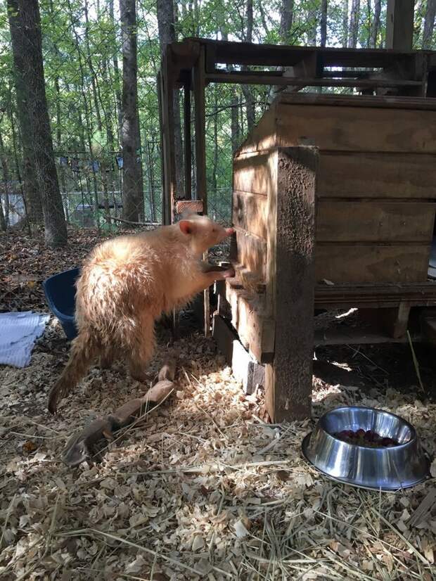 rescued-albino-raccoon-maxine-baird-new-hope-8