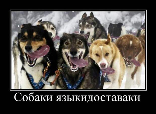 Демотиваторы (30 фото)