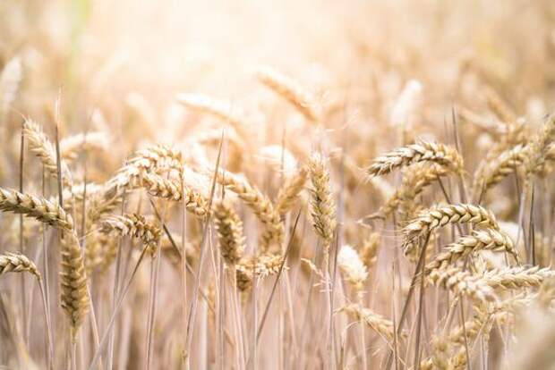 Власти Литвы возобновили закупки российского зерна после длительного перерыва