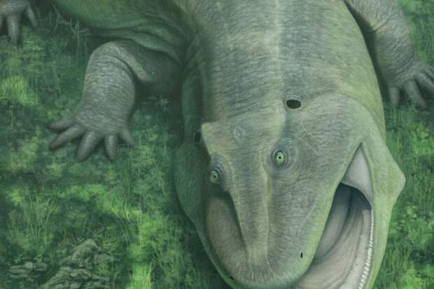 PRSB: в  Бразилии найдена окаменевшая челюсть  животного возрастом 275 млн лет