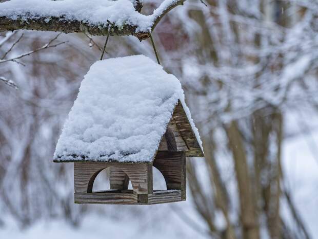 Жители Владимирской области могут принять участие в переписи воробьев
