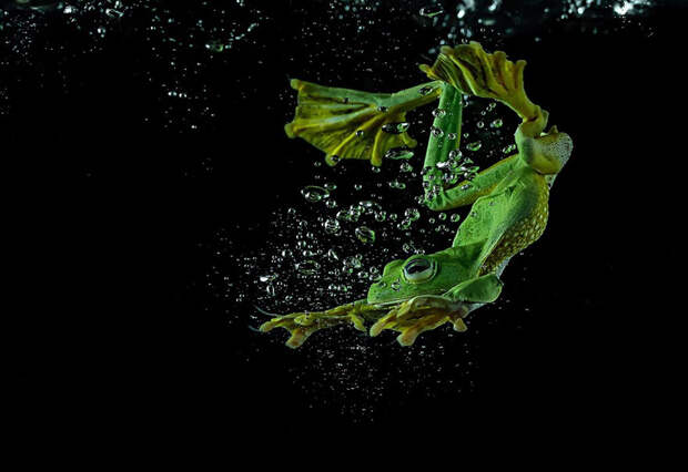 frog-photography-tantoyensen-27-5836fb9ec5094__880