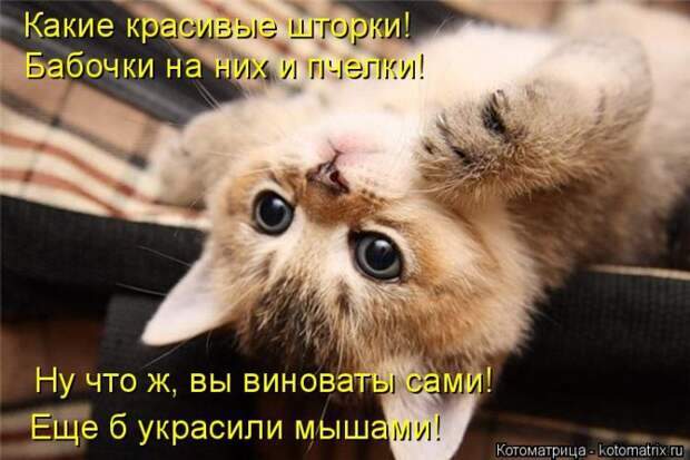 Лучшие котоматрицы недели (50 фото)