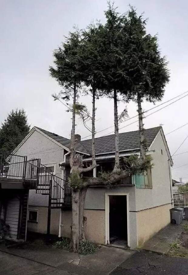Trees On A Tree Trees On A Tree