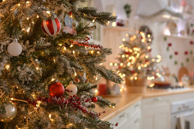 Адвокат Шалуба: елку нельзя просто оставить у контейнера для бытового мусора