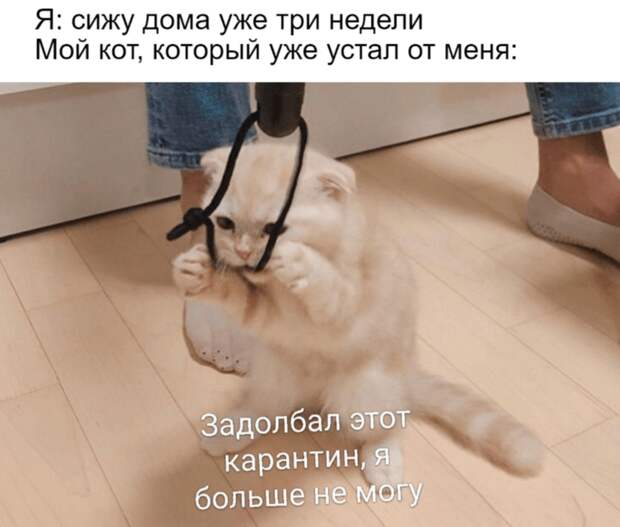 коты против карантина