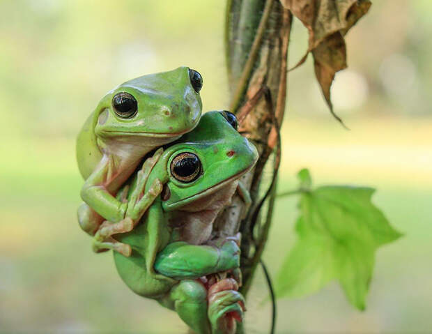 frog-photography-tantoyensen-4-5836fb63beecc__880