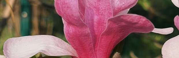 В Ботаническом саду Алматы начался сезон цветения магнолий