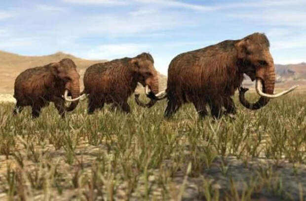 Винодел нашел кости стада мамонтов во время ремонта подвала