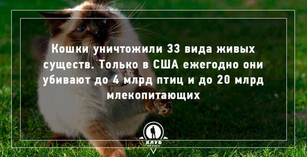 10 интересных фактов о кошачьих кошки, факты