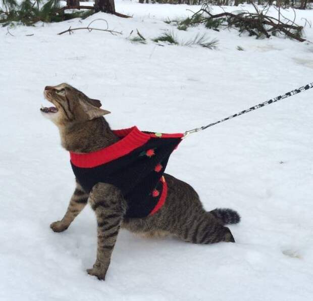 Трудности взаимоотношений кошек со снегом