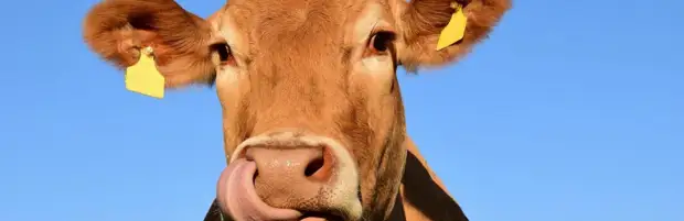 Барымтачи отстреливали домашний скот в Алматинской области