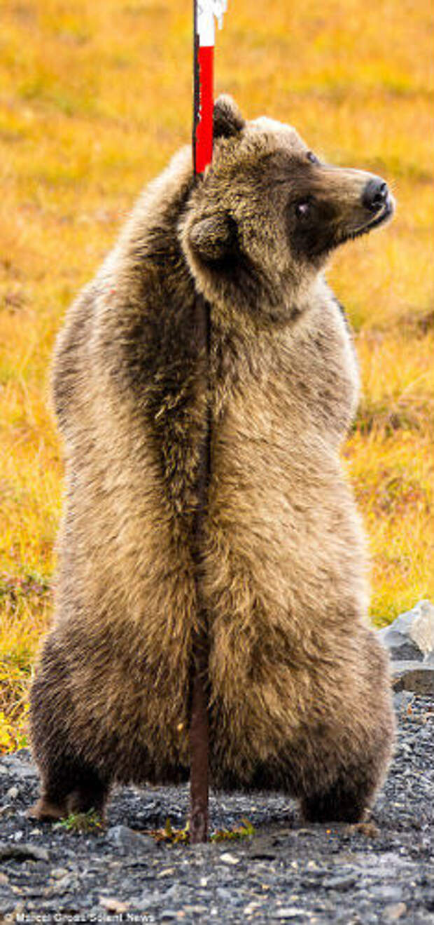 Back bear. Медведь. Медведь со спины. Медведь сзади. Медведь Гризли.