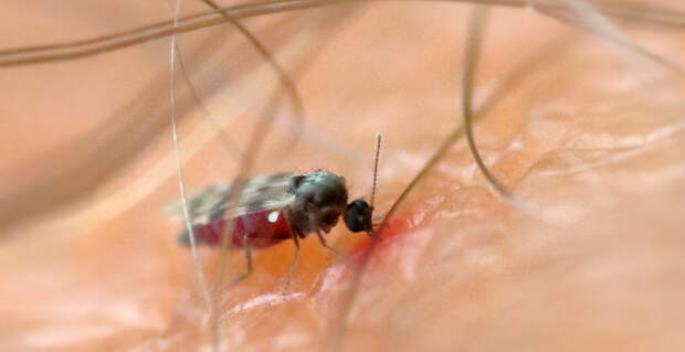 Врач Уланкина сообщила, что комары являются переносчиками туляремии и дирофиляриоза