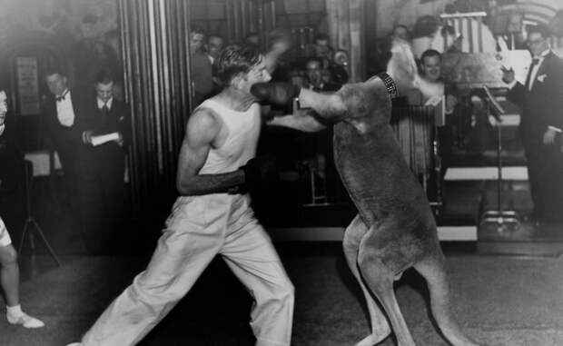 Бокс с кенгуру Верите или нет, но у такого бокса есть довольно длинная и славная история. В конце 1900-х годов Австралия экспортировала единственное на тот момент свое достояние: кенгуру. Зрелищный вид спорта просуществовал почти до середины 1920-х годов.