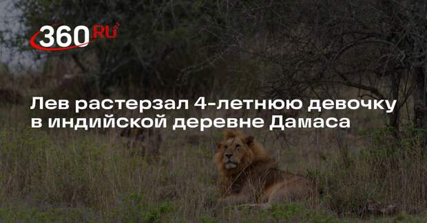 Лев растерзал 4-летнюю девочку в индийской деревне Дамаса