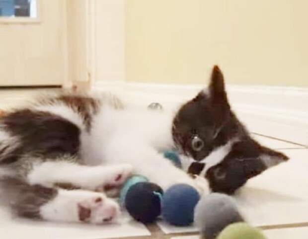 Игривый кот Кот играет