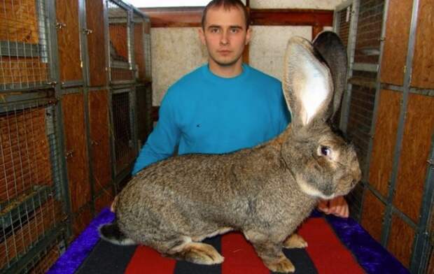 Большие животные, кролик Бельгийский фландр | Darada