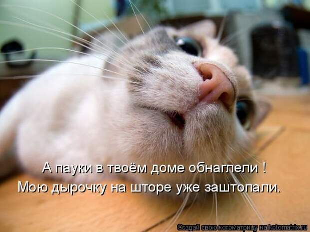 Лучшие котоматрицы недели (50 фото)