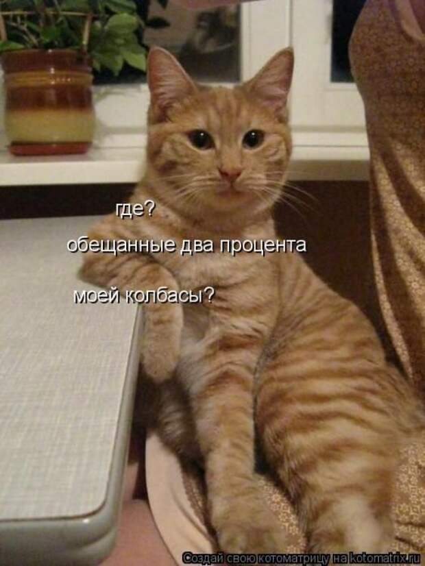 Лучшие котоматрицы недели (50 фото)