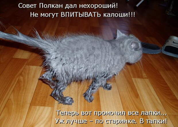 Лучшие котоматрицы недели Лучшие котоматрицы недели