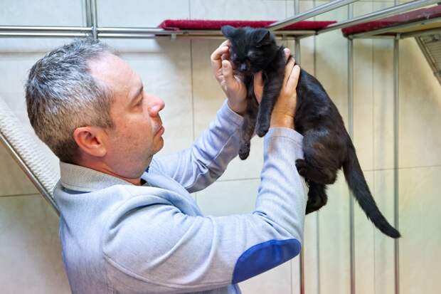 Спасенные из зоны СВО кошки впервые выступили в театре Куклачева