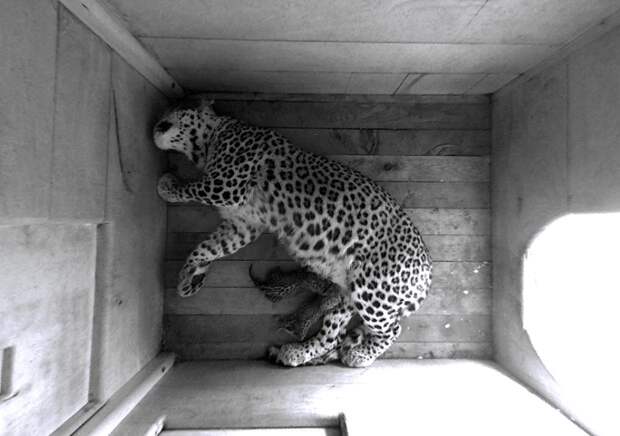 Два котенка родились в Центре восстановления леопарда