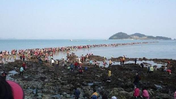 Чудо Моисея в Южной Корее: у острова Чиндо расступается море