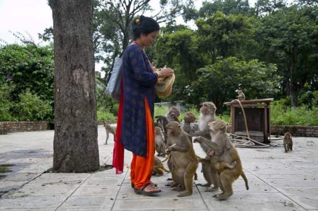 Женщина четыре года кормит голодных обезьян