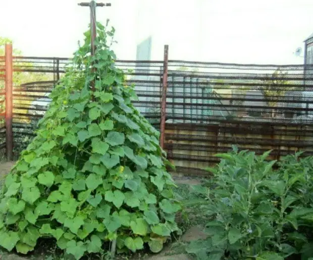Огурцы можно выращивать по-разному. 9 способов. Выбирайте!